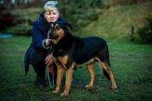FILEMON, Hund, Mischlingshund in Ungarn - Bild 12