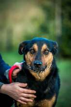 FILEMON, Hund, Mischlingshund in Ungarn - Bild 13