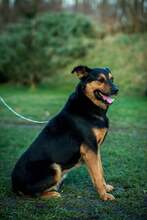 FILEMON, Hund, Mischlingshund in Ungarn - Bild 2