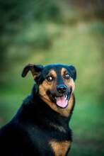 FILEMON, Hund, Mischlingshund in Ungarn - Bild 3