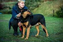 FILEMON, Hund, Mischlingshund in Ungarn - Bild 5