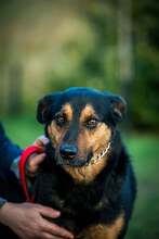 FILEMON, Hund, Mischlingshund in Ungarn - Bild 7