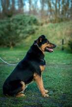 FILEMON, Hund, Mischlingshund in Ungarn - Bild 9