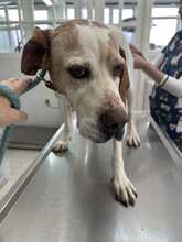 PEPE, Hund, Mischlingshund in Griechenland - Bild 12