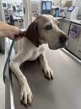 PEPE, Hund, Mischlingshund in Griechenland - Bild 13