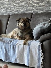 MOLLY, Hund, Mischlingshund in Bornheim - Bild 3