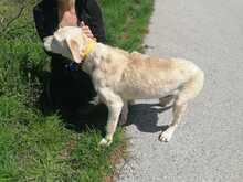 ROKKO, Hund, Mischlingshund in Isselburg - Bild 4
