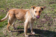 KOSMO, Hund, Mischlingshund in Kroatien - Bild 1