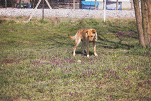 KOSMO, Hund, Mischlingshund in Kroatien - Bild 3