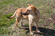 KOSMO, Hund, Mischlingshund in Kroatien - Bild 4