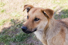 KOSMO, Hund, Mischlingshund in Kroatien - Bild 5