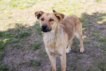 KOSMO, Hund, Mischlingshund in Kroatien - Bild 6
