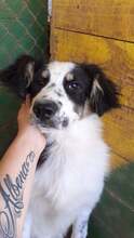 IZABELLA, Hund, Mischlingshund in Bulgarien - Bild 2