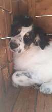 IZABELLA, Hund, Mischlingshund in Bulgarien - Bild 3