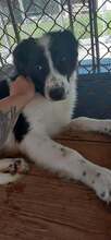 JANGO, Hund, Mischlingshund in Bulgarien - Bild 3