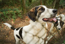 LUCKA, Hund, Mischlingshund in Bulgarien - Bild 12