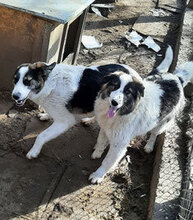 LUCKA, Hund, Mischlingshund in Bulgarien - Bild 3