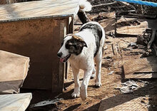 LUCKA, Hund, Mischlingshund in Bulgarien - Bild 6