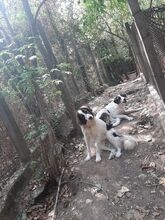LUCKA, Hund, Mischlingshund in Bulgarien - Bild 7