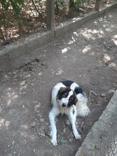 LUCKA, Hund, Mischlingshund in Bulgarien - Bild 9