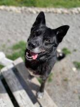 BENO, Hund, Mischlingshund in Slowakische Republik - Bild 8