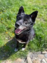 BENO, Hund, Mischlingshund in Slowakische Republik - Bild 9