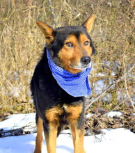 ROBROUK, Hund, Mischlingshund in Slowakische Republik - Bild 4