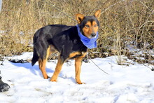 ROBROUK, Hund, Mischlingshund in Slowakische Republik - Bild 5