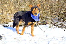 ROBROUK, Hund, Mischlingshund in Slowakische Republik - Bild 6