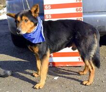 ROBROUK, Hund, Mischlingshund in Slowakische Republik - Bild 8