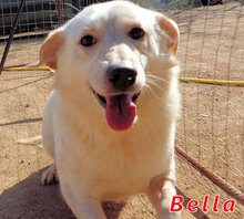 BELLA, Hund, Mischlingshund in Italien - Bild 1