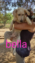 BELLA, Hund, Mischlingshund in Italien - Bild 10