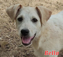 BELLA, Hund, Mischlingshund in Italien - Bild 11