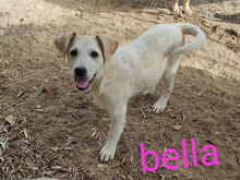BELLA, Hund, Mischlingshund in Italien - Bild 12