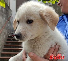 BELLA, Hund, Mischlingshund in Italien - Bild 13
