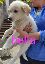 BELLA, Hund, Mischlingshund in Italien - Bild 14