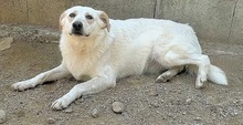 BELLA, Hund, Mischlingshund in Italien - Bild 5
