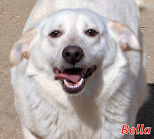BELLA, Hund, Mischlingshund in Italien - Bild 7
