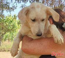 BELLA, Hund, Mischlingshund in Italien - Bild 9