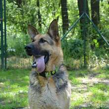 ARO, Hund, Mischlingshund in Slowakische Republik - Bild 12