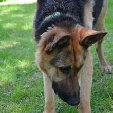 ARO, Hund, Mischlingshund in Slowakische Republik - Bild 13