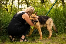 ARO, Hund, Mischlingshund in Slowakische Republik - Bild 19