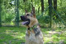 ARO, Hund, Mischlingshund in Slowakische Republik - Bild 2