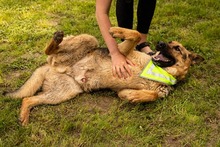 ARO, Hund, Mischlingshund in Slowakische Republik - Bild 20