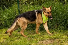 ARO, Hund, Mischlingshund in Slowakische Republik - Bild 22