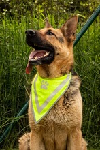 ARO, Hund, Mischlingshund in Slowakische Republik - Bild 24