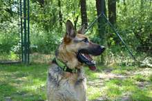 ARO, Hund, Mischlingshund in Slowakische Republik - Bild 3