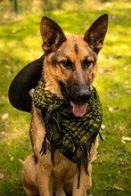 ARO, Hund, Mischlingshund in Slowakische Republik - Bild 31