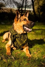 ARO, Hund, Mischlingshund in Slowakische Republik - Bild 32