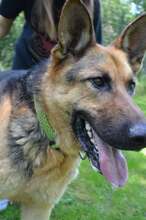 ARO, Hund, Mischlingshund in Slowakische Republik - Bild 38